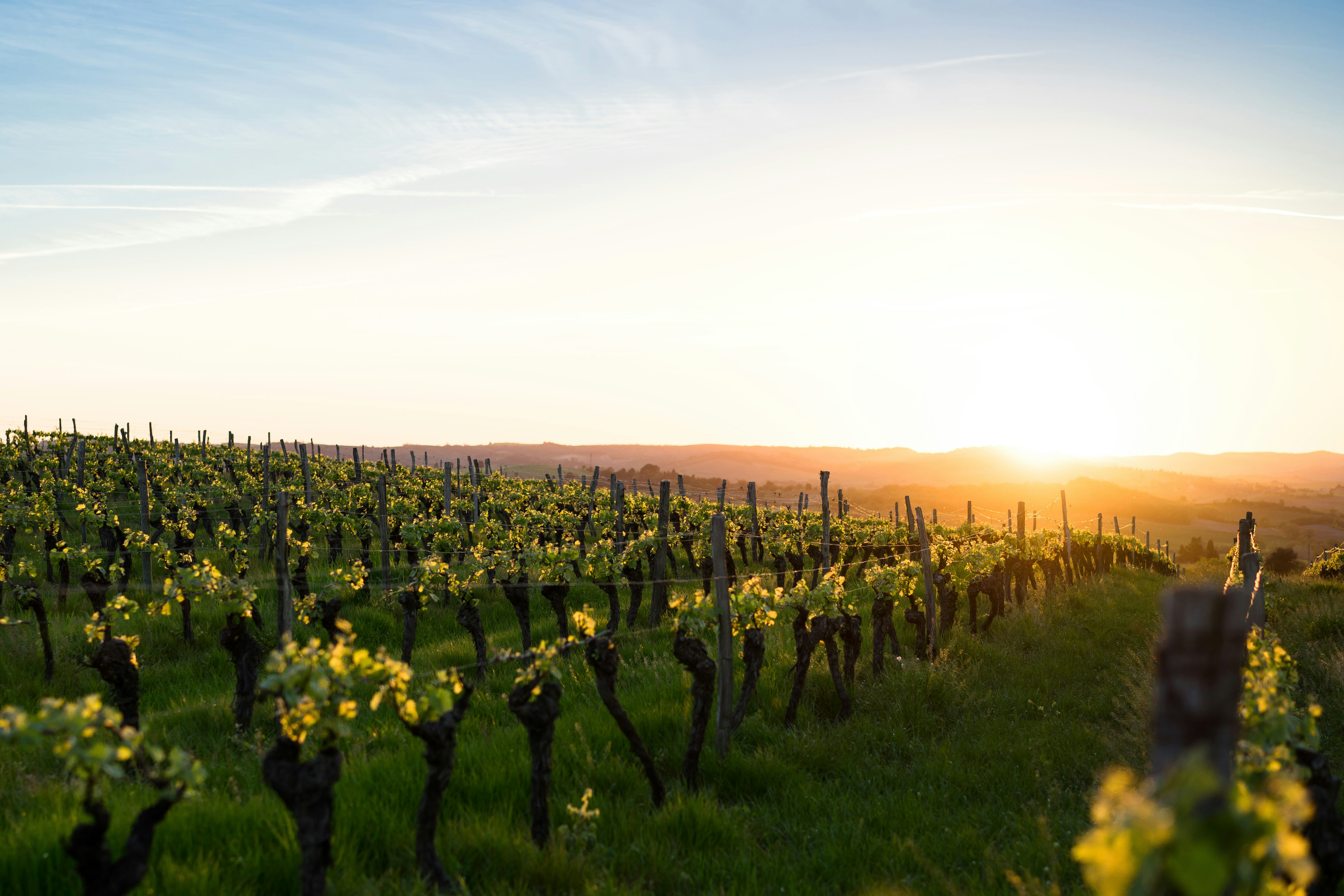 Vineyard at golden hour